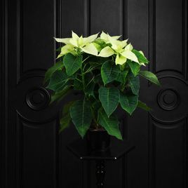 Пуансеттия (Euphorbia pulcherrima) белая 40 см
