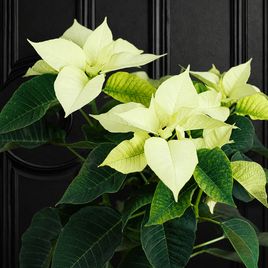 Пуансеттия (Euphorbia pulcherrima) белая 40 см