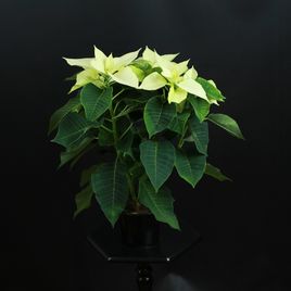 Пуансеттия, Молочай Красивейший белый (Euphorbia pulcherrima)