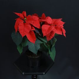 Пуансеттия, Молочай Красивейший красный (Euphorbia pulcherrima)