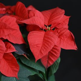 Пуансеттия, Молочай Красивейший красный (Euphorbia pulcherrima)