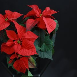 Пуансеттия, Молочай Красивейший красный (Euphorbia pulcherrima)
