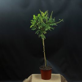 Акация Парадокса (Acacia paradoxa)