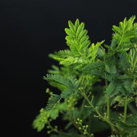 Акация Парадокса (Acacia paradoxa)