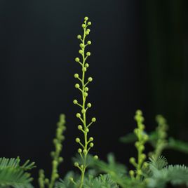 Акация Парадокса (Acacia paradoxa)