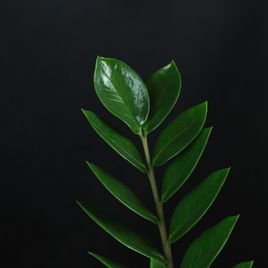 Замиокулькас «zamiifolia»
