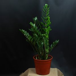 Замиокулькас «zamiifolia»