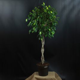 Фикус Бенджамина (Ficus benjamina)