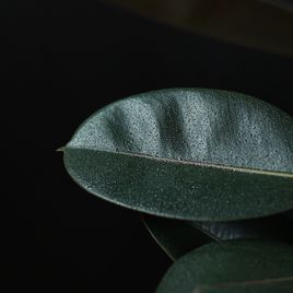 Фикус эластика Абиджан 120 см. (Ficus elastica «Abidjan»)