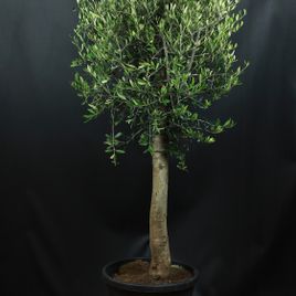 Олива Европейская (Olea europaea)