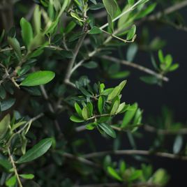 Олива Европейская (Olea europaea)