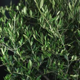Олива Европейская (Olea europaea)