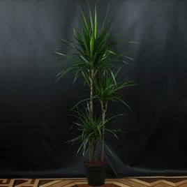 Драцена маргината 120-150 см (Dracaena marginata)