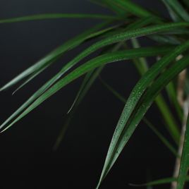 Драцена маргината 120-150 см (Dracaena marginata)