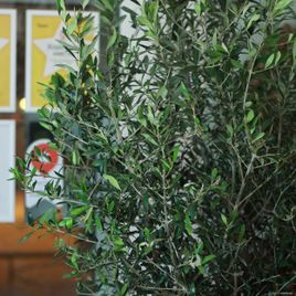 Олива Европейская (Olea europaea)