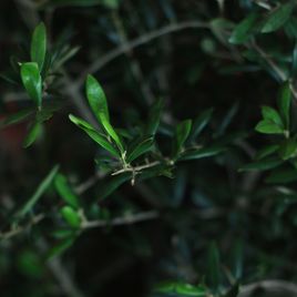 Олива Европейская (Olea europaea)
