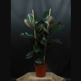 Фикус эластика Абиджан 120 см. (Ficus elastica «Abidjan»)