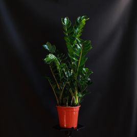 Замиокулькас (Zamioculcas)