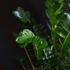 Замиокулькас (Zamioculcas)