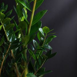 Замиокулькас (Zamioculcas)