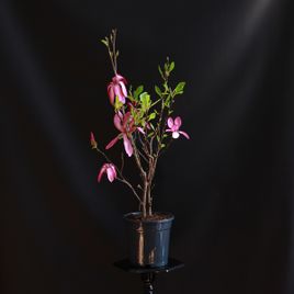 Магнолия (Magnolia)