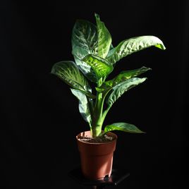 Диффенбахия Тропик Сноу (Dieffenbachia seguine Tropic Snow)