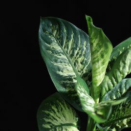 Диффенбахия Тропик Сноу «Dieffenbachia seguine Tropic Snow» 70 см