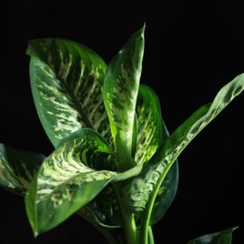 Диффенбахия Тропик Сноу «Dieffenbachia seguine Tropic Snow» 70 см