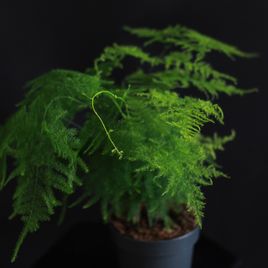 Аспарагус Плюмозус (Asparagus Plumosus)