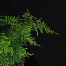 Аспарагус Плюмозус (Asparagus Plumosus)