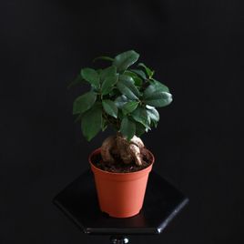 Фикус Мирокарпа Гинсенг (Ficus microcarpa Ginseng)