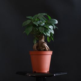 Фикус Мирокарпа Гинсенг (Ficus microcarpa Ginseng)
