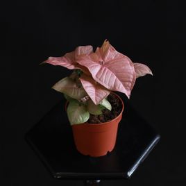 Сингониум Неон (Syngonium podophyllum Neon)