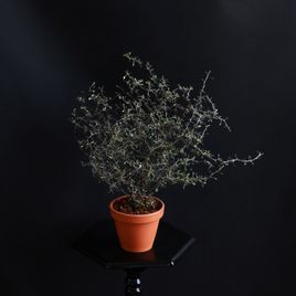 Корокия Котонеастер (Corokia Cotoneaster)