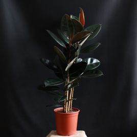 Фикус эластика Абиджан (Ficus elastica «Abidjan»)