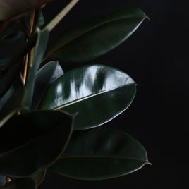 Фикус эластика Абиджан (Ficus elastica «Abidjan»)