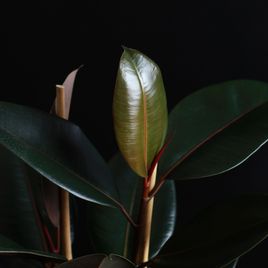 Фикус эластика Абиджан (Ficus elastica «Abidjan»)