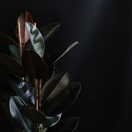 Фикус эластика Абиджан (Ficus elastica «Abidjan»)