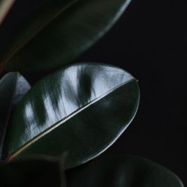 Фикус эластика Абиджан (Ficus elastica «Abidjan»)
