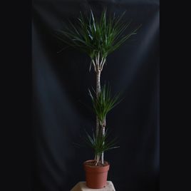 Драцена маргината (Dracaena marginata)