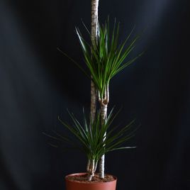 Драцена маргината (Dracaena marginata)