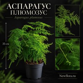 Аспарагус Плюмозус «Asparagus setaceus» 35 см
