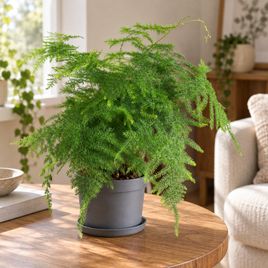 Аспарагус Плюмозус «Asparagus setaceus» 35 см