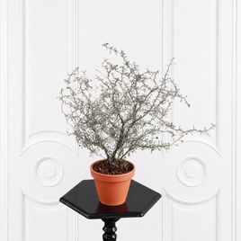 Корокия Котонеастер (Corokia Cotoneaster) 40 см