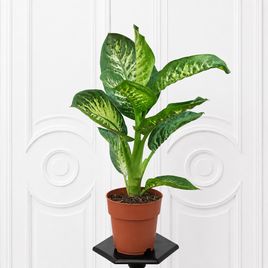 Диффенбахия Тропик Сноу «Dieffenbachia seguine Tropic Snow» 70 см