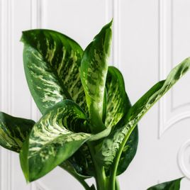 Диффенбахия Тропик Сноу «Dieffenbachia seguine Tropic Snow» 70 см