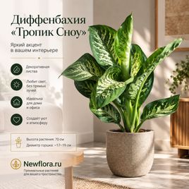 Диффенбахия Тропик Сноу «Dieffenbachia seguine Tropic Snow» 70 см