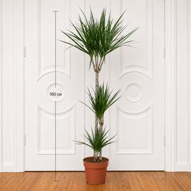 Драцена маргината (Dracaena marginata) 160 см, 3 ствола