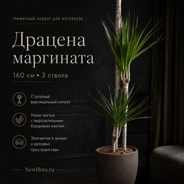 Драцена маргината (Dracaena marginata) 160 см, 3 ствола