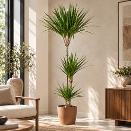 Драцена маргината (Dracaena marginata) 160 см, 3 ствола